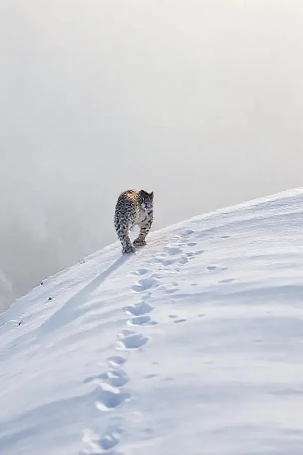 雪豹回家 国产黄色电影 本周热播 雪豹回家 - 国产黄色电影纪录片热播封面